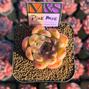 Echeveria 'Pink Haze' ('Gold Peach' x 'Lucinda' Hybrid) 2" Mam&Sister Farm Original Japanese Hybrid Succulent Plant Cutting