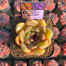 Echeveria 'Hanamai Red Flower Garden' ('Pink Pretty' x 'Contrast' Hybrid) 2" Mam&Sister Farm Original Japanese Hybrid Succulent Plant Cutting