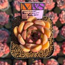 Echeveria 'Hanamai Red Flower Garden' ('Pink Pretty' x 'Contrast' Hybrid) 2" Mam&Sister Farm Original Japanese Hybrid Succulent Plant Cutting