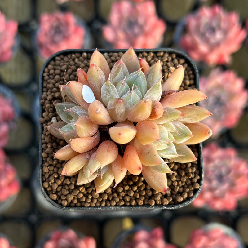 glowing star succulent Echeveria 'Star Valley' 1"-2" Succulent Plant Cutting