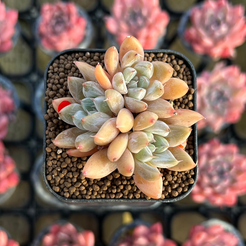 valley succulents Echeveria 'Star Valley' 1