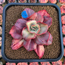 Echeveria 'Minigosaong' Variegated 3" Succulent Plant