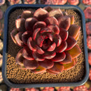 Echeveria 'Marine' Hybrid x 'Blood Maria' Hybrid 2"-3" Flower Village Hybrid Succulent Plant Cutting