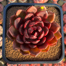 Echeveria 'Marine' Hybrid x 'Blood Maria' Hybrid 2"-3" Flower Village Hybrid Succulent Plant Cutting