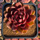 Echeveria 'Marine' Hybrid x 'Blood Maria' Hybrid 2"-3" Flower Village Hybrid Succulent Plant Cutting