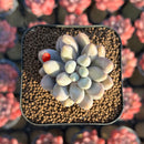 Pachyphytum 'Pink Lover' 2" Succulent Plant