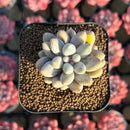 Pachyphytum 'Pink Lover' 2" Succulent Plant