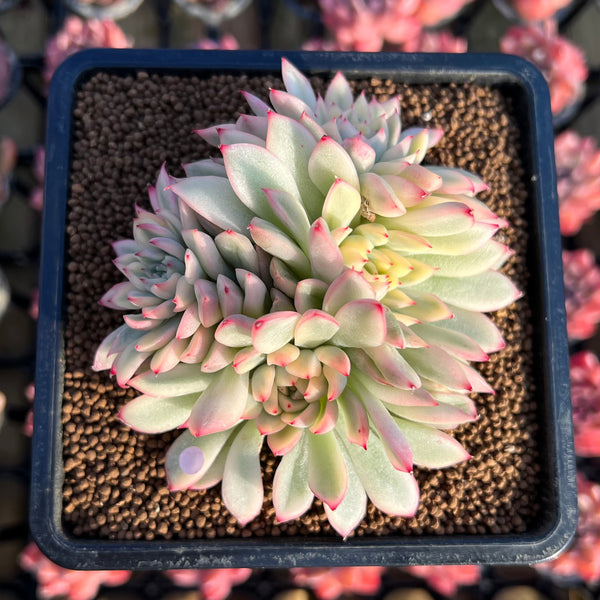 Echeveria 'Mebina' Variegated 3" Succulent Plant