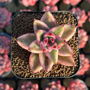 Echeveria Agavoides 'Elkhorn' Variegated 2" Succulent Plant Cutting