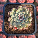 Echeveria Zaragoza 2" Succulent Plant Cutting