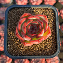 Echeveria 'Estrella' 2" Succulent Plant Cutting