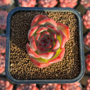 Echeveria 'Estrella' 2" Succulent Plant Cutting