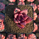Echeveria Agavoides 'Haiku' 1" Succulent Plant