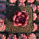 Echeveria Agavoides 'Haiku' 1" Succulent Plant