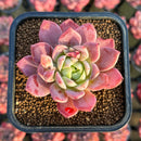Echeveria 'Kurlysu' 2" Succulent Plant Cutting