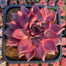 Echeveria Agavoides 'Romeo' 6" Extra Large Succulent Plant Cutting