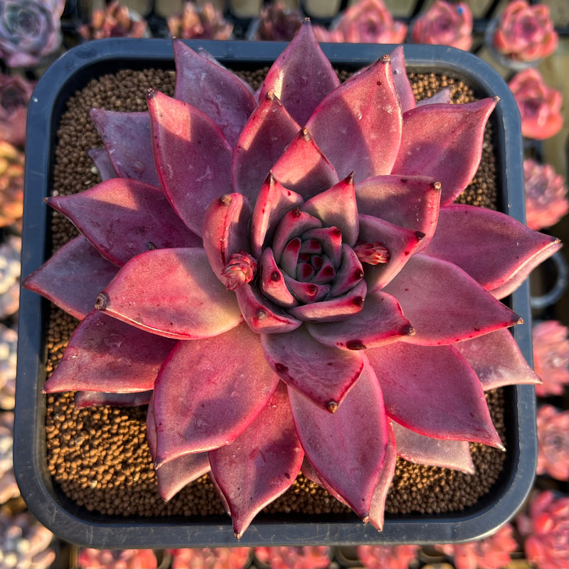 large red succulents Echeveria Agavoides 'Romeo' 6" Extra Large Succulent Plant Cutting – True Succulents Plant Co