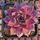 Echeveria Agavoides 'Romeo' 6" Extra Large Succulent Plant Cutting
