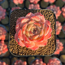 Echeveria 'MeiMeng' 2" Seed Grown Succulent Plant