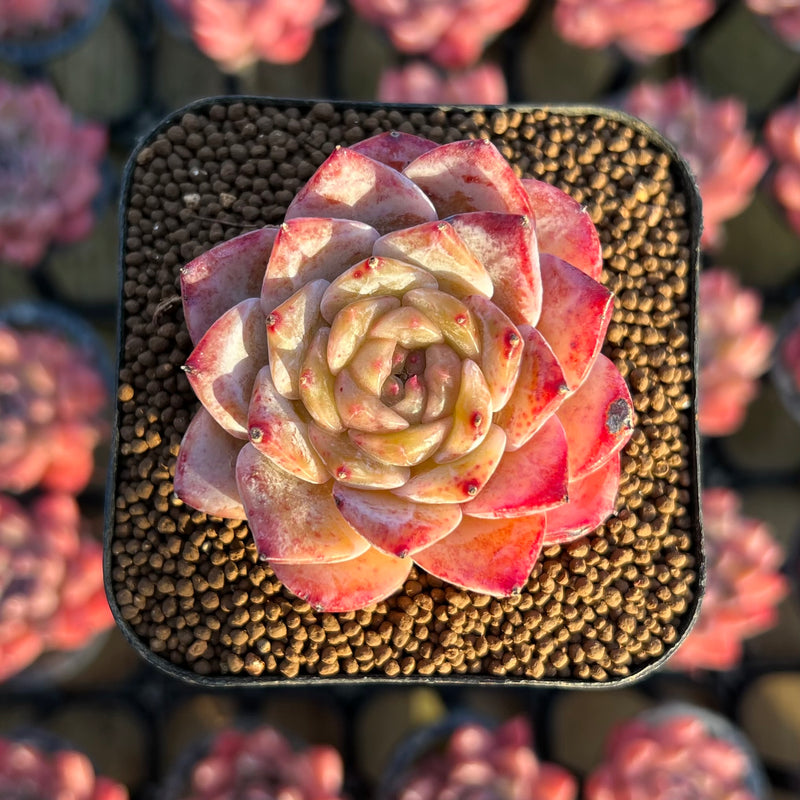 korean succulent seeds Echeveria 'MeiMeng' 2