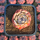 Echeveria 'Sea Dream' 2" Succulent Plant
