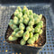 Conophytum 'Bilobum' Cluster 2" Succulent Plant