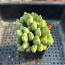 Conophytum 'Bilobum' Cluster 2" Succulent Plant