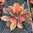 Echeveria 'Hanaikada' Variegated 3" Succulent Plant