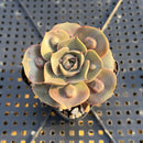Echeveria 'Red Tan' Carunculated 1"-2" Succulent Plant