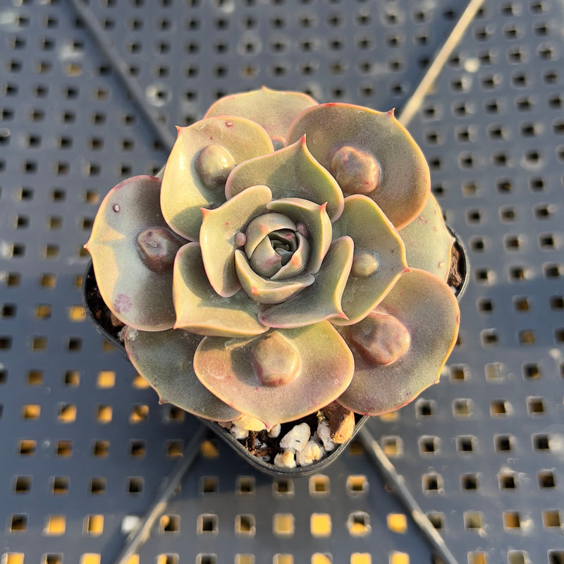xanthe rose succulent Echeveria 'Red Tan' Carunculated 1"-2" Succulent Plant – True Succulents  Plant Co