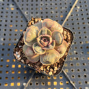 Echeveria 'Red Tan' Carunculated 1"-2" Succulent Plant