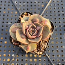 Echeveria 'Red Tan' Carunculated 1"-2" Succulent Plant