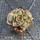 Echeveria 'Red Tan' Carunculated 1"-2" Succulent Plant