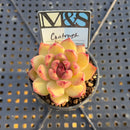 Echeveria Agavoides 'Contrast' 2" Mam&Sister Farm Original Japanese Hybrid Succulent Plant