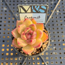Echeveria Agavoides 'Contrast' 2" Mam&Sister Farm Original Japanese Hybrid Succulent Plant