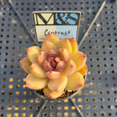 Echeveria Agavoides 'Contrast' 2" Mam&Sister Farm Original Japanese Hybrid Succulent Plant