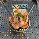 Echeveria Agavoides 'Flower Bud' 2" Mam&Sister Farm Original Japanese Hybrid Succulent Plant