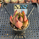 Echeveria Agavoides 'Flower Bud' 2" Mam&Sister Farm Original Japanese Hybrid Succulent Plant