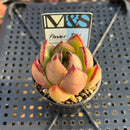 Echeveria Agavoides 'Flower Bud' 2" Mam&Sister Farm Original Japanese Hybrid Succulent Plant