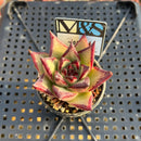Echeveria Agavoides 'Rosia' 2" Mam&Sister Farm Original Japanese Hybrid Succulent Plant