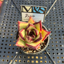 Echeveria Agavoides 'Rosia' 2" Mam&Sister Farm Original Japanese Hybrid Succulent Plant