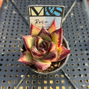 Echeveria Agavoides 'Rosia' 2" Mam&Sister Farm Original Japanese Hybrid Succulent Plant