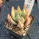 Aloe Peglerae 2" Seed-Grown Succulent Plant