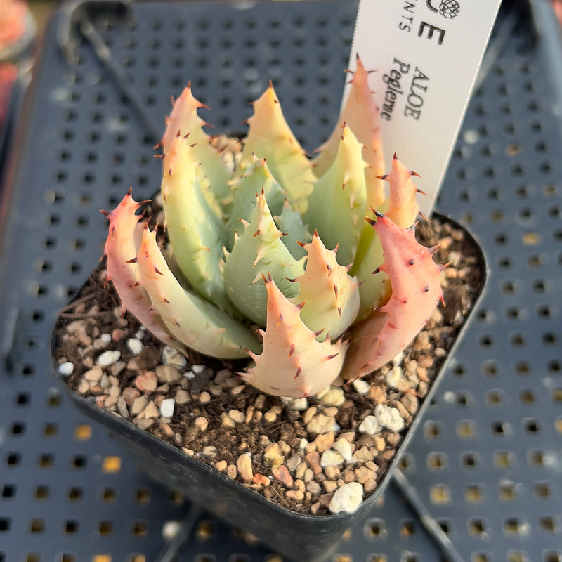 Aloe Peglerae 2