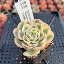 Echeveria 'Compton Carousel' Variegated 2" Succulent Plant