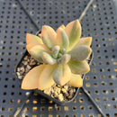 Pachyveria 'Tolimanensis' Variegated 2" Succulent Plant
