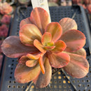 Echeveria 'Primadonna' Variegated 3" Succulent Plant