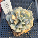 Echeveria 'Cubic Frost' Variegated 2"-3" Succulent Plant