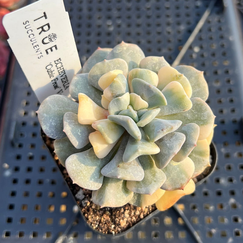 cubic frost succulent vs topsy turvy Echeveria 'Cubic Frost' Variegated 2"-3" Succulent Plant