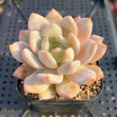 Echeveria 'Hosikage' 2"-3" Succulent Plant